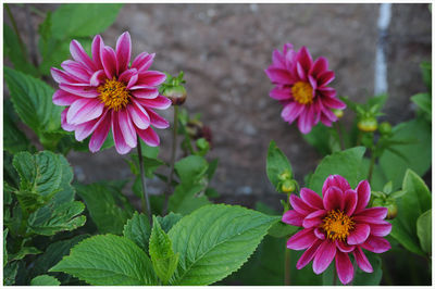 Close-up of pink flowering plants