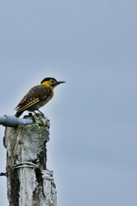 Low angle view of birds perching on tree