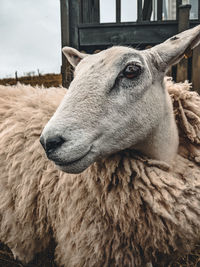 A close up of a sheep