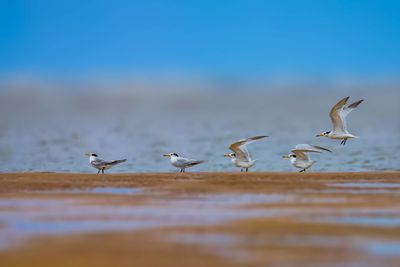 Flock of seagulls on beach