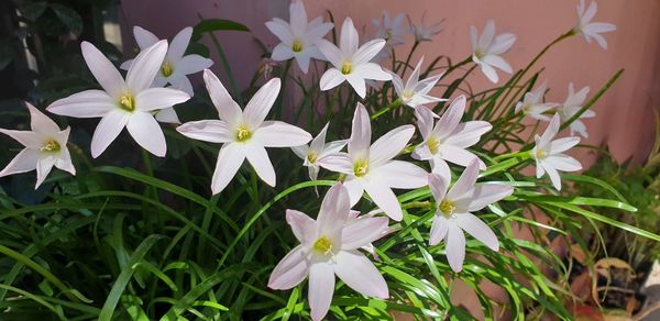 Close-up of white flowering plants on field