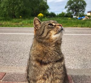 Close-up of a cat looking away on road