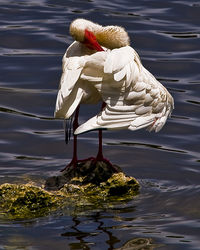 Close-up of bird in lake