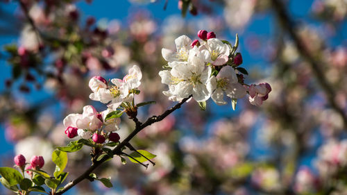 Close-up of cherry blossoms on branch