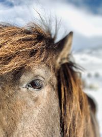 Close-up of horse