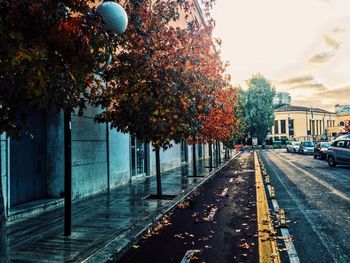 Road passing through trees
