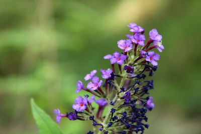 Close-up of purple flowering plant