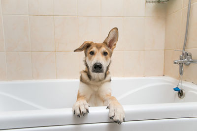 Portrait of dog in bathroom