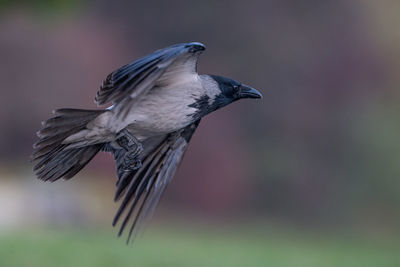 Close-up of bird flying