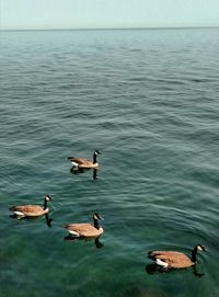 High angle view of ducks swimming on lake