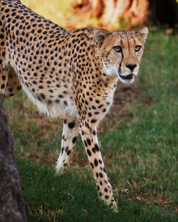 Side view of cheetah standing on field