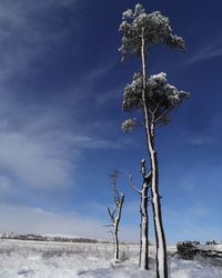 Dead tree on snow covered land against sky