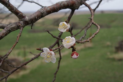 Close-up of cherry blossom on branch