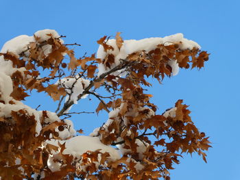 Low angle view of tree against clear blue sky