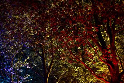 Trees in forest