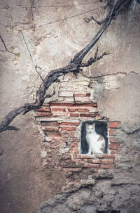 Cat sitting on window sill of abandoned house