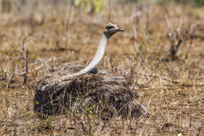 Bird on a field