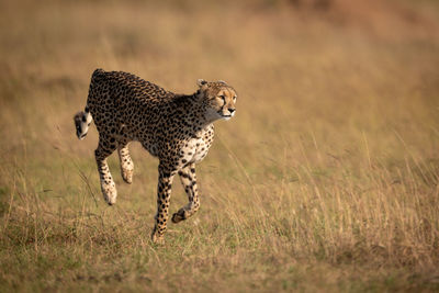 Cheetah running on field