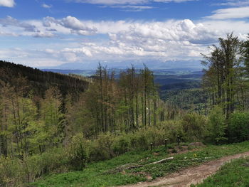 Scenic view of field against sky