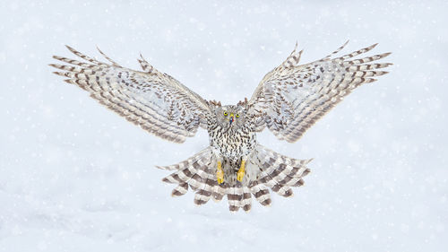 Owl flying at camera