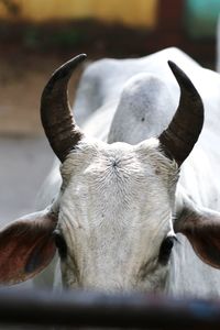 Close-up of cow