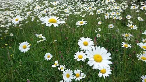 Daisy flowers blooming in field