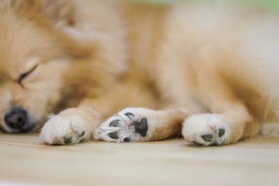 Paws of sleeping dog