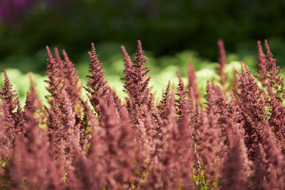 Close-up of plant against blurred background