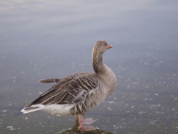 Egyptian geese germany