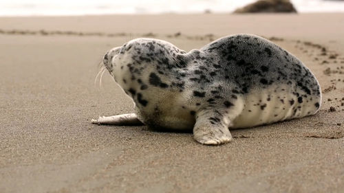 View of a lying on the ground