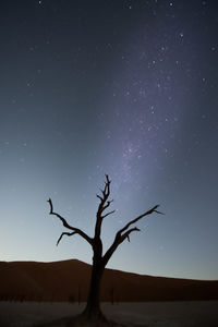 Scenic view of tree against clear sky at night