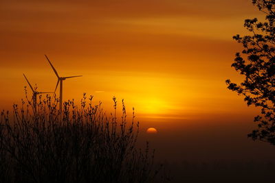 Silhouette of plant at sunset