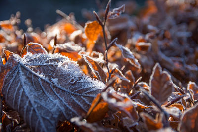 Close-up of dry maple leaves on snow covered land
