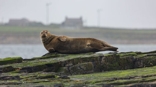 Side view of a seal on rock