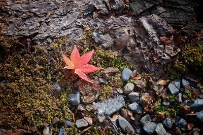 High angle view of maple leaves on land