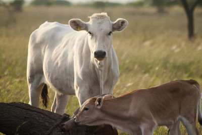 Cow standing in a field