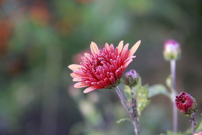 Close-up of pink flower