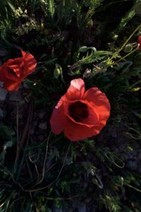 Close-up of red flowers