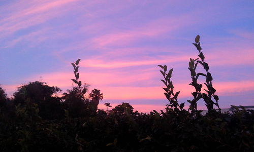 Silhouette trees and plants on field against sky during sunset