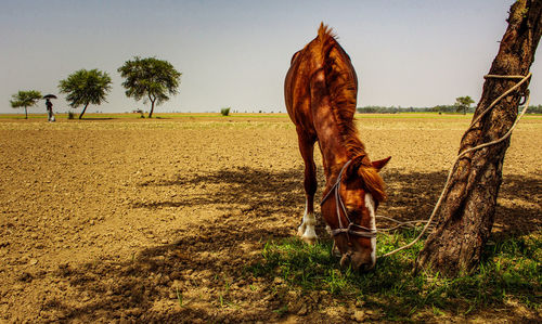 View of a horse on field