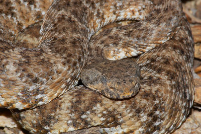 High angle close-up of crotalus mitchellii on rocks