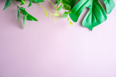 High angle view of plant against white background