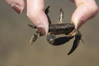 Close-up of cropped hand