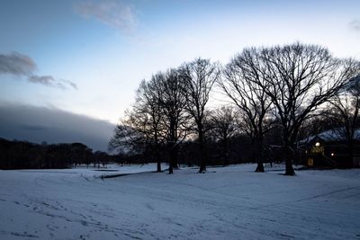 Bare trees on snow covered landscape