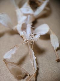 Close-up of crumpled flower