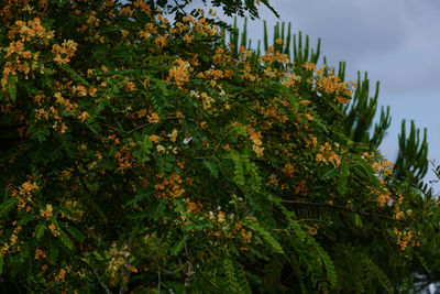 Low angle view of plants against sky