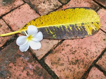 High angle view of white flowering plant