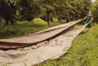 Man laying out tarpaulin during cherry harvest in orchard