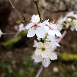 Close-up of white cherry blossoms