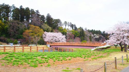 Plants growing on landscape